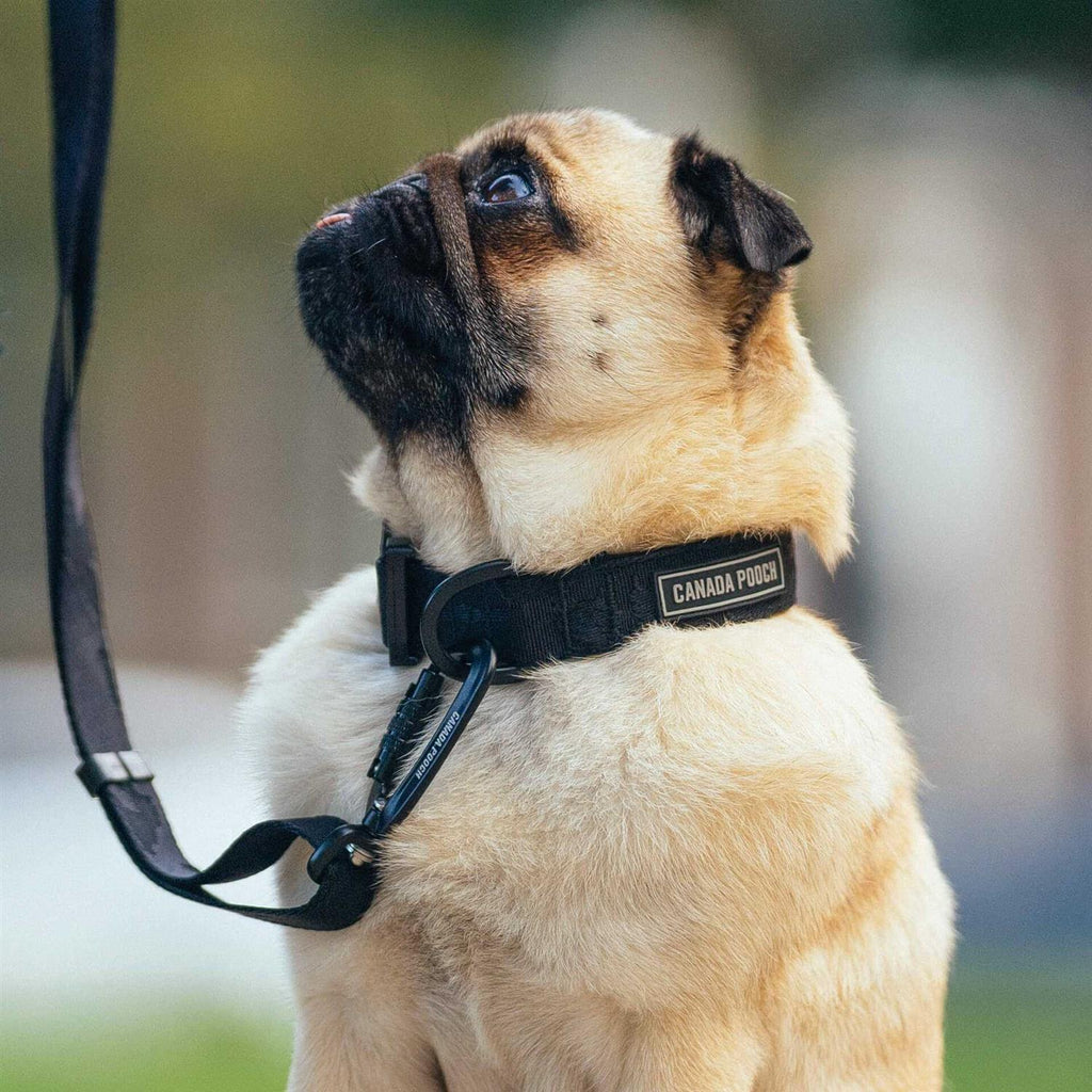 Utility Dog Collar U185489