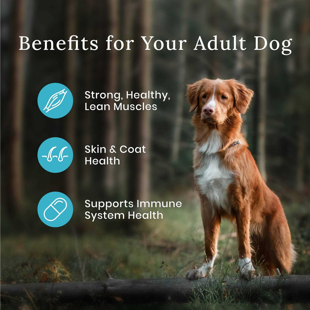 Dog Food L469672